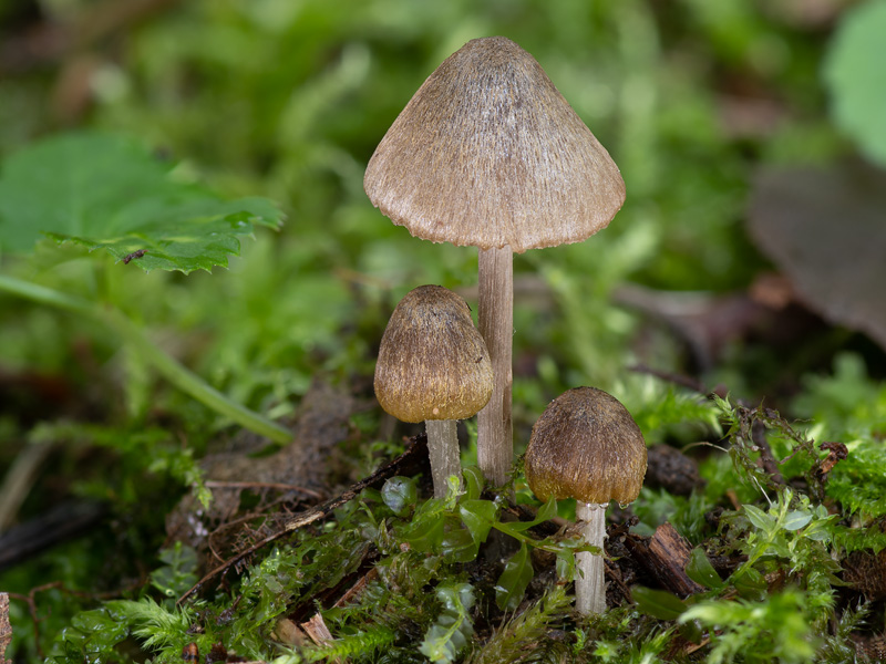 Entoloma versatile